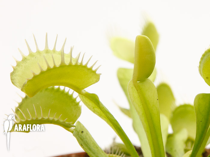 Dionaea muscipula ‚Upright green‘