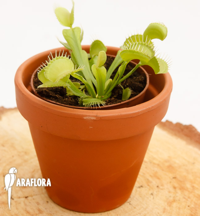 Dionaea muscipula ‚Upright green‘