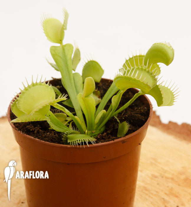 Dionaea muscipula ‚Upright green‘