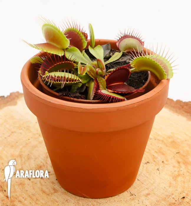 Dionaea muscipula ‚XL‘