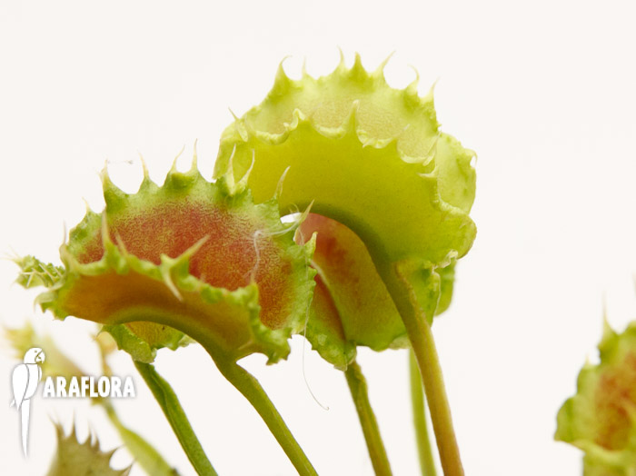 Dionaea muscipula ‚the Zipp‘