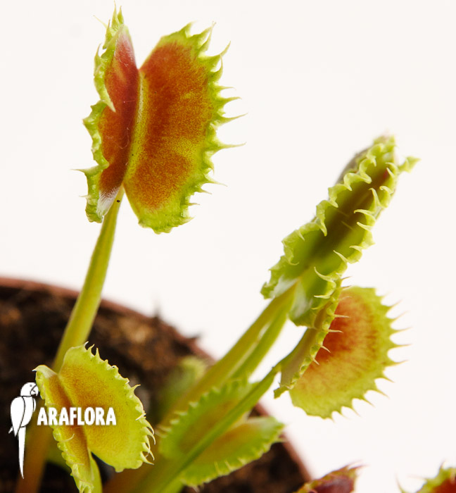 Dionaea muscipula ‚the Zipp‘
