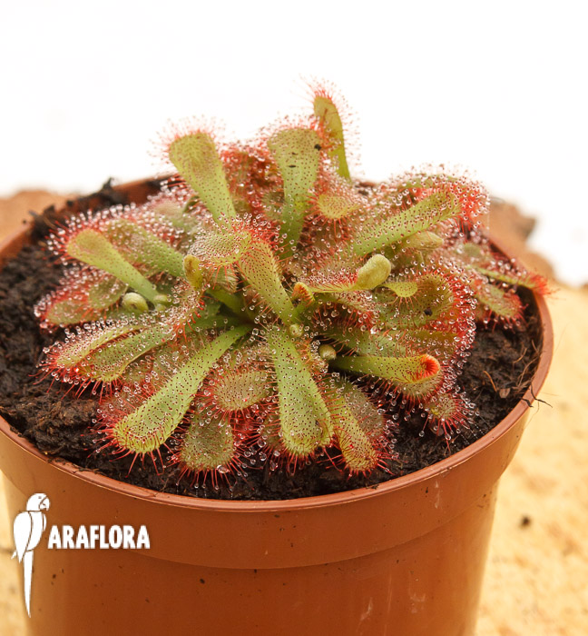 Drosera aliciae