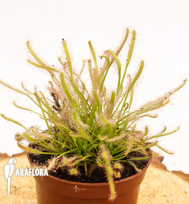Drosera capensis ‚Alba‘