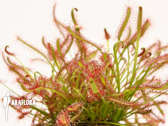 Drosera capensis ‚Red‘