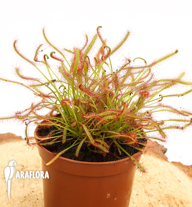 Drosera capensis ‚Red‘