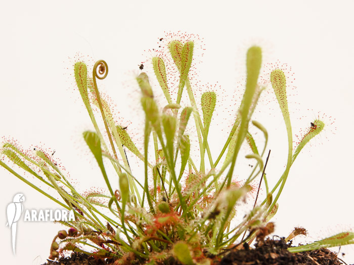 Drosera nidiformis