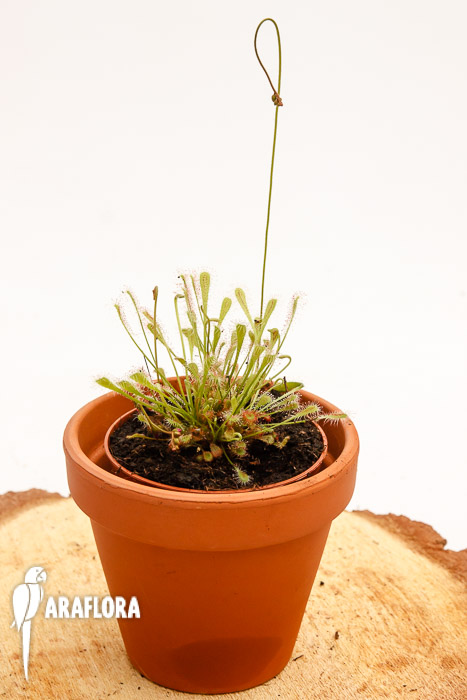 Drosera nidiformis
