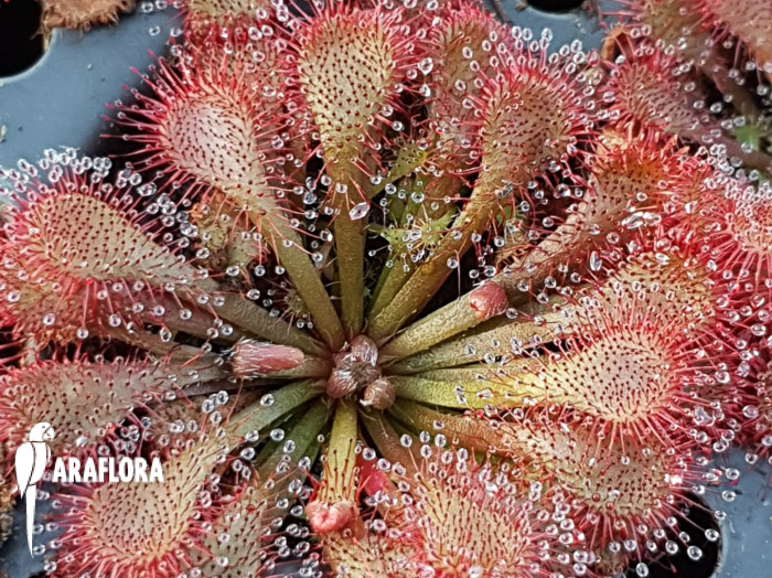 Drosera spatulata ‚Asia‘