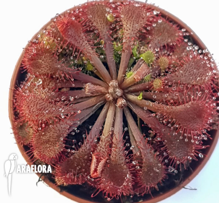 Drosera spatulata ‚Asia‘