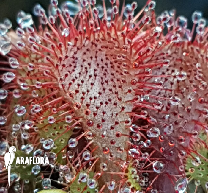 Drosera spatulata ‚Asia‘