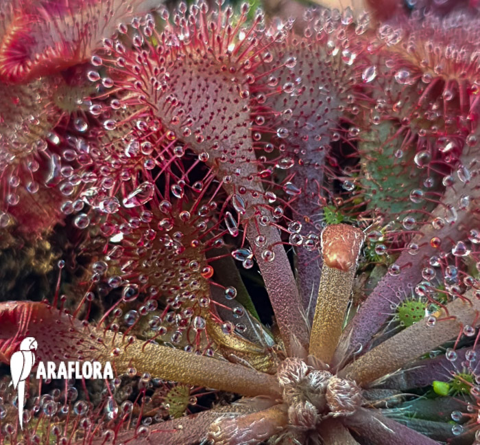 Drosera spatulata ‚Asia‘