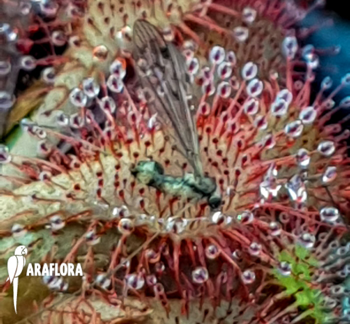 Drosera spatulata ‚Asia‘