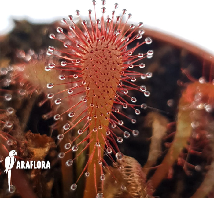 Drosera spatulata ‚China‘