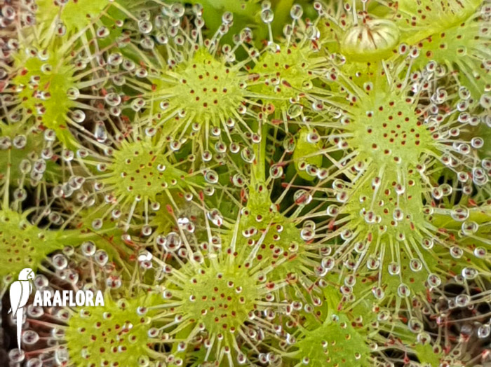 Drosera x beleziana ‚Starter‘