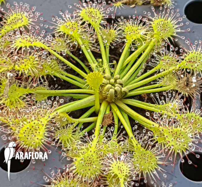 Drosera x beleziana ‚Starter‘