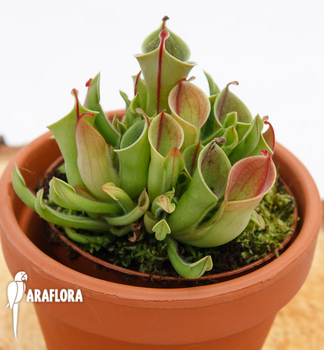 Heliamphora x heterodoxa x minor