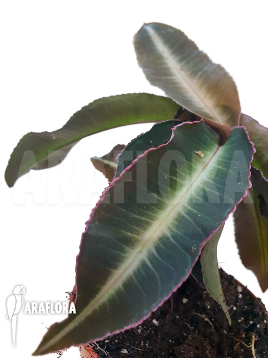 Labisia pumila ‚XL‘