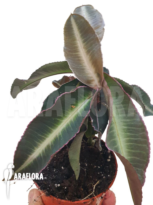 Labisia pumila ‚XL‘