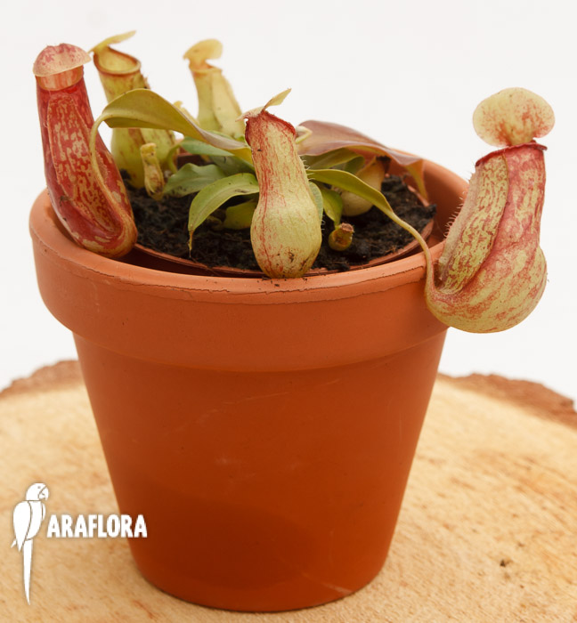 Nepenthes x ‚Gaya‘