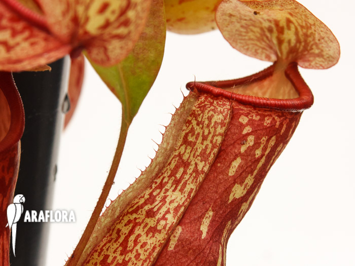 Nepenthes x ‚Gaya‘