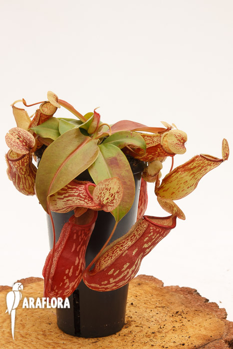 Nepenthes x ‚Gaya‘