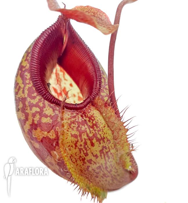 Nepenthes aristolochioides x spectabilis3