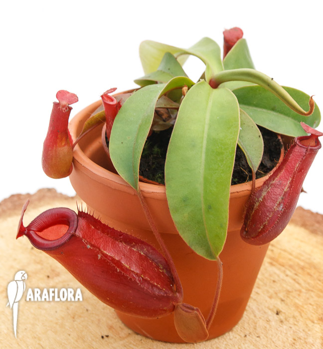 Nepenthes x ‚Bloody Mary‘ ‚M‘