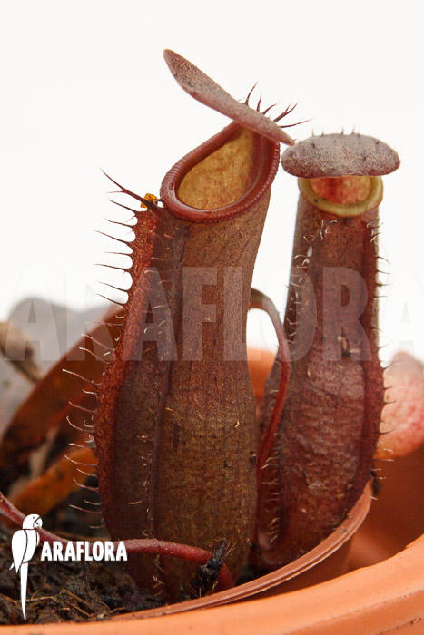 Nepenthes x ‚Rebecca Soper‘