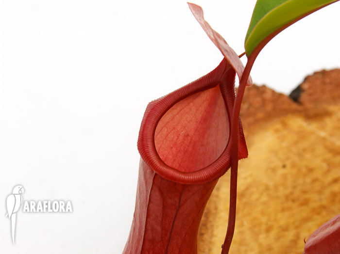 Nepenthes x ventrata ‚L‘