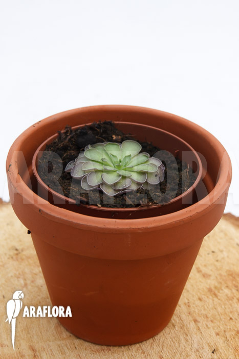 Pinguicula cyclosecta