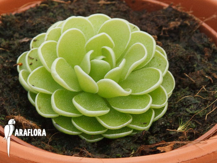 Pinguicula ehlersiae