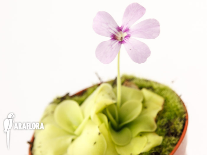 Pinguicula x ‚Tina‘