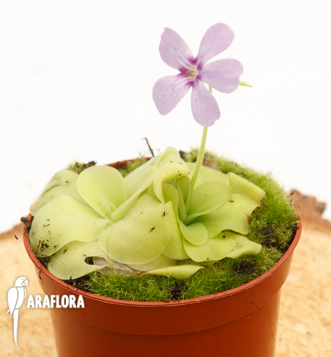 Pinguicula x ‚Tina‘