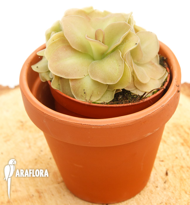 Pinguicula x ‚Weser‘