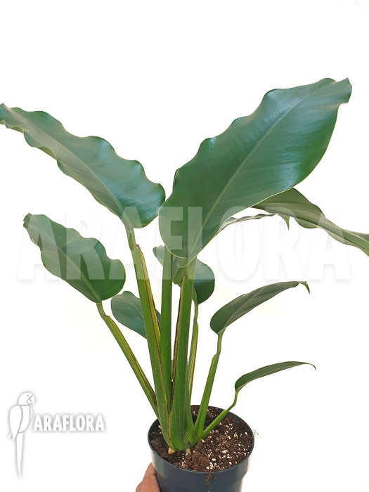 Rhaphidophora megaphylla