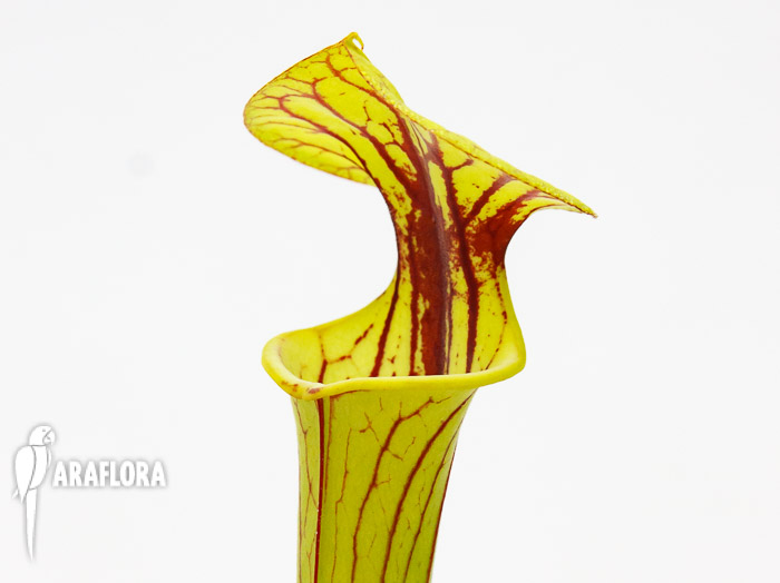 Sarracenia flava ‚Redneck‘