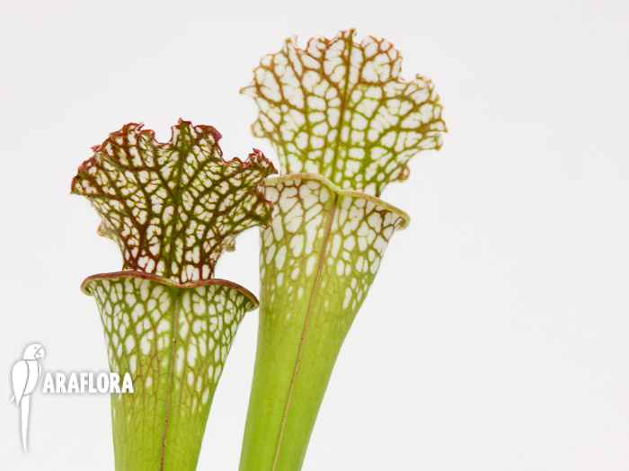 Sarracenia leucophylla