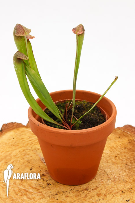 Sarracenia minor