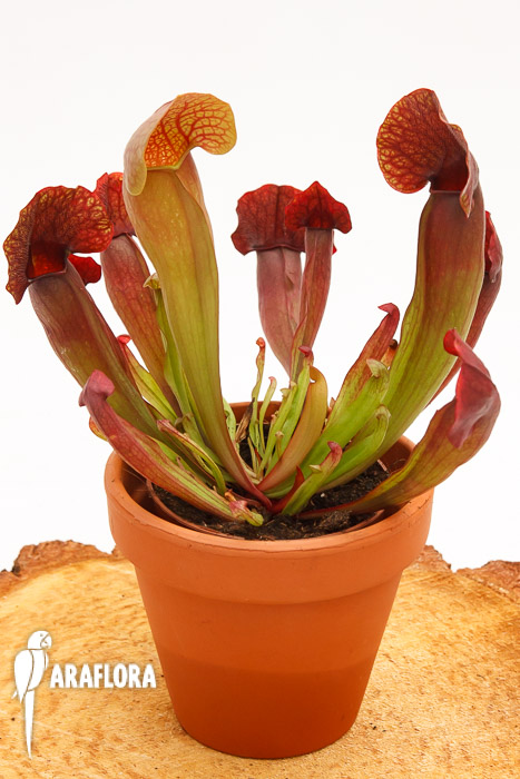 Sarracenia x ‚Barbapapa‘