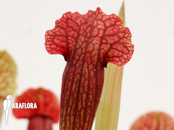 Sarracenia x ‚Fiona‘