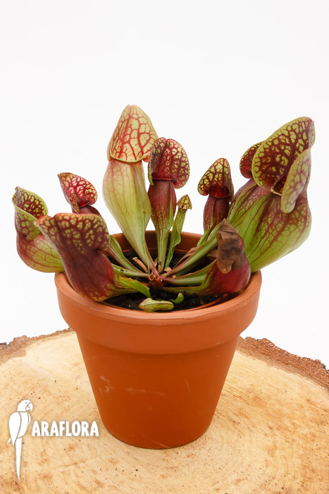 Sarracenia x ‚Hans‘