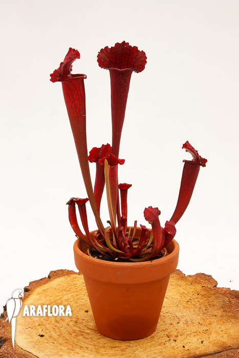Sarracenia x ‚juthatip Soper‘