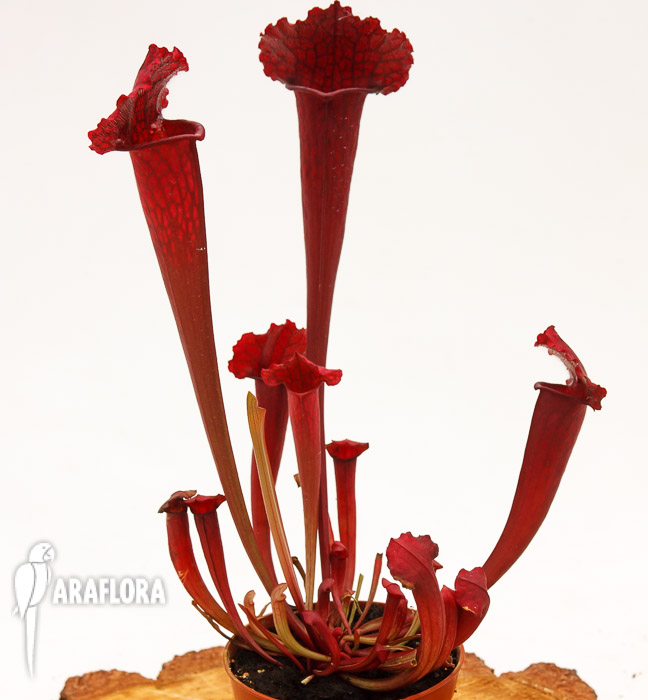 Sarracenia x ‚juthatip Soper‘