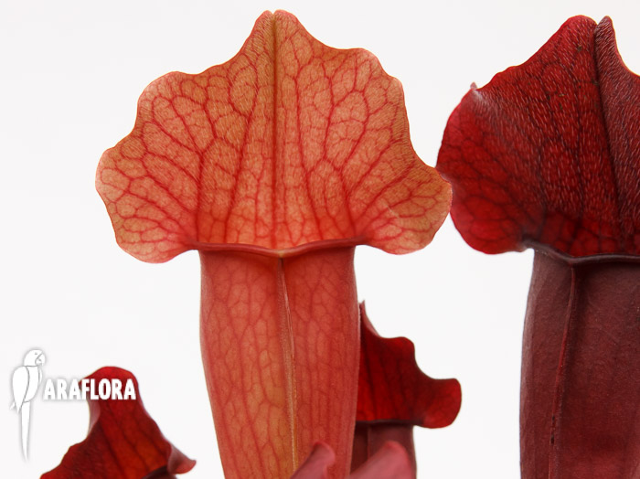 Sarracenia x ‚Maroon‘