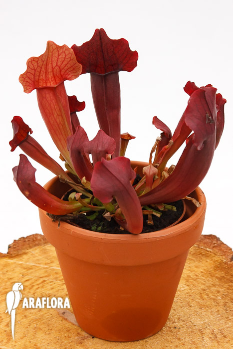 Sarracenia x ‚Maroon‘