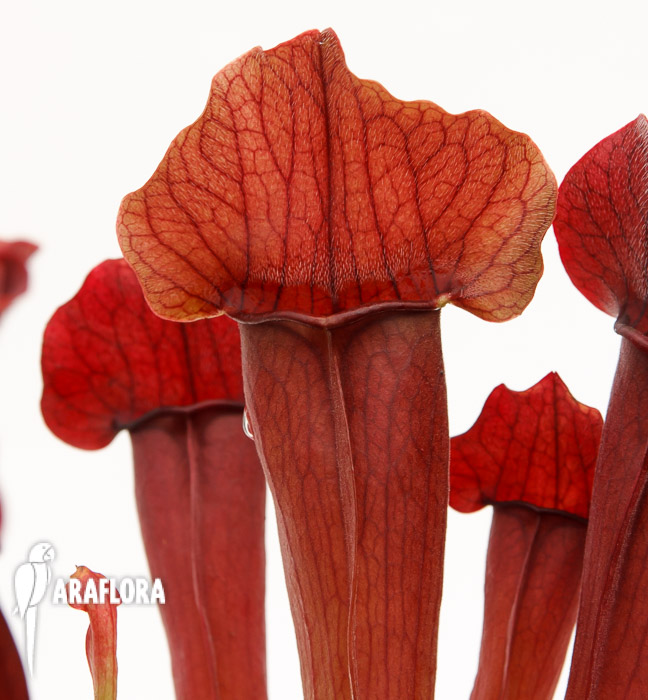 Sarracenia x ‚Maroon‘
