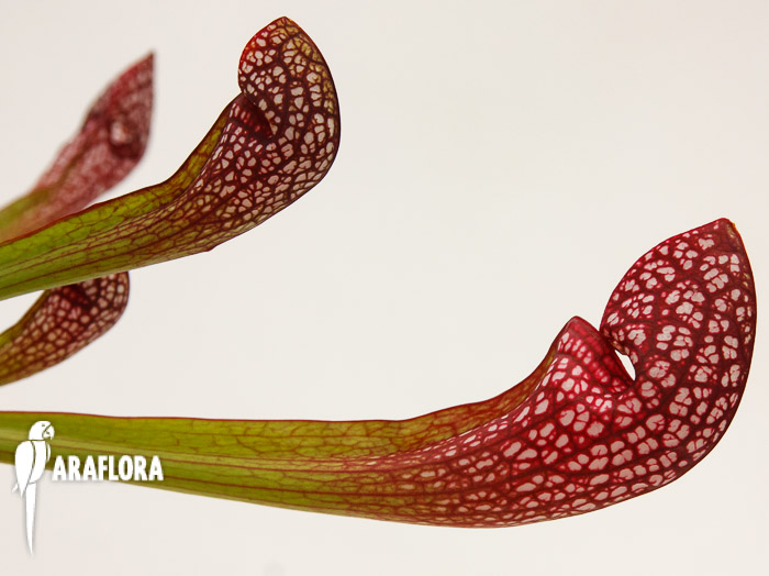 Sarracenia x ‚Scarlett Bell‘