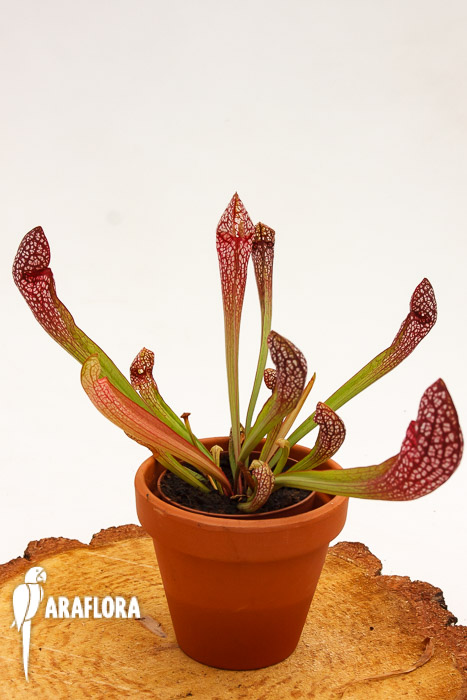Sarracenia x ‚Scarlett Bell‘