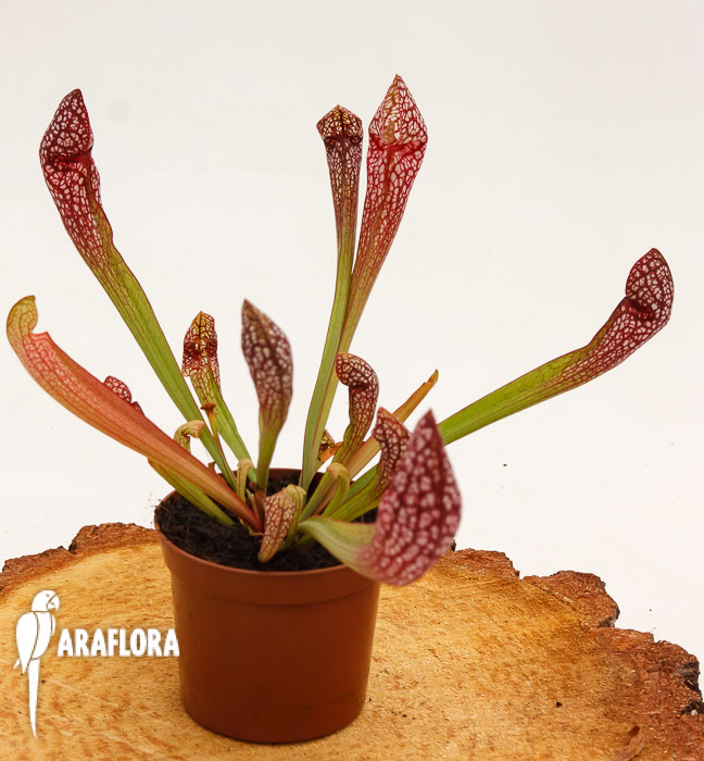 Sarracenia x ‚Scarlett Bell‘